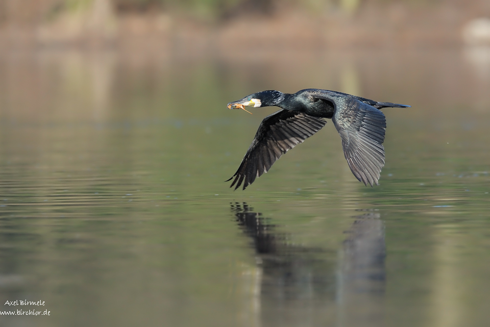 Kormoran  11B 7281 NX 03. April 2011 001
gezeigt in: "zeigt her Eure Vögel"