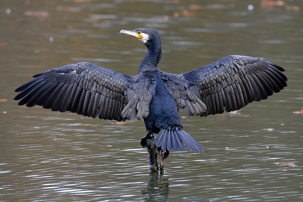 Kormoran 1200