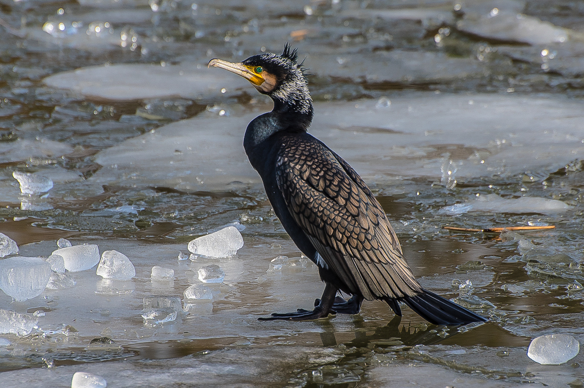 Kormoran 2 (1 von 1).JPG