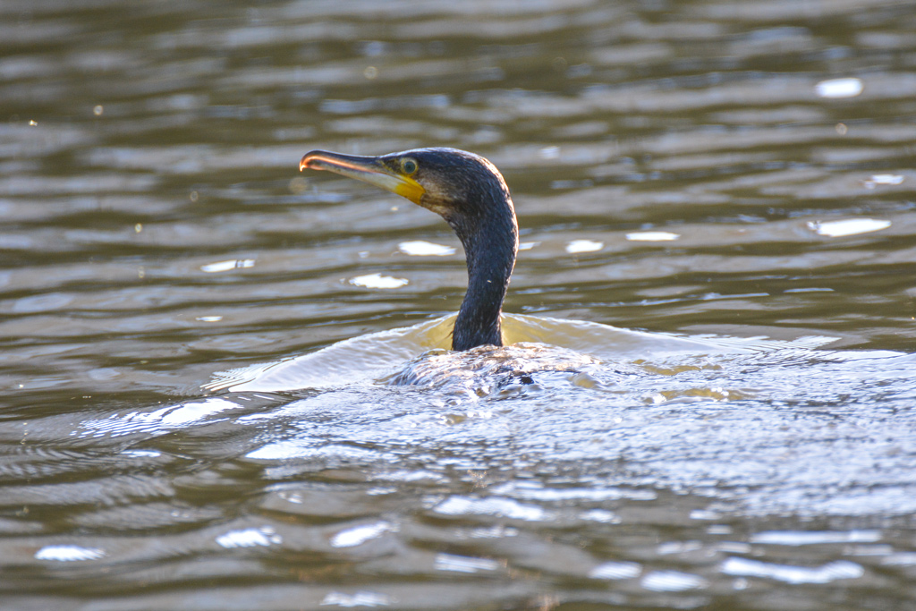 Kormoran 2511