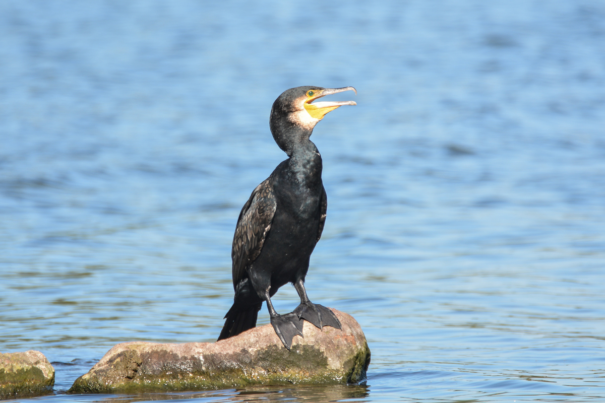 Kormoran 9101