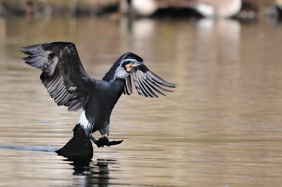 Kormoran Anflug 1