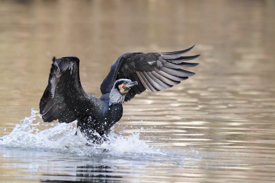 Kormoran Anflug 2