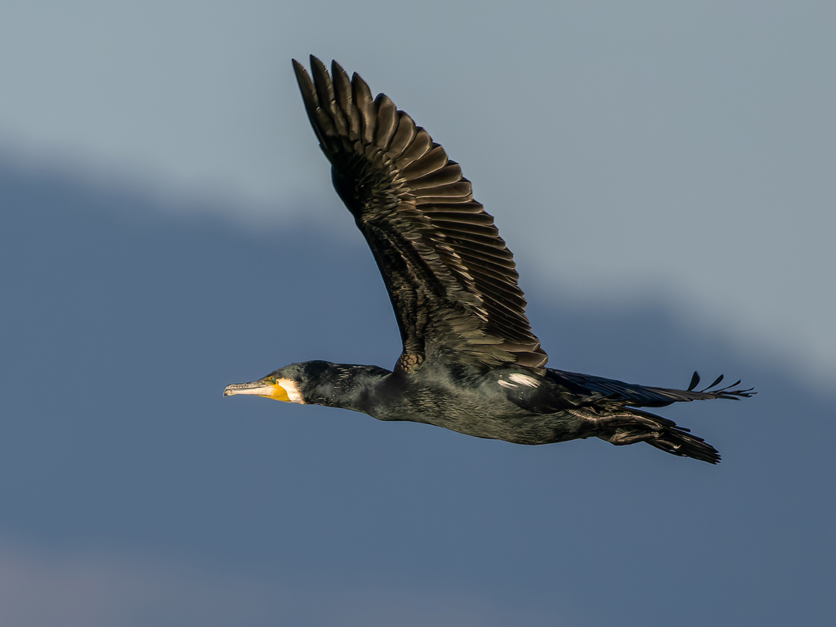 Kormoran Griechenland.jpg