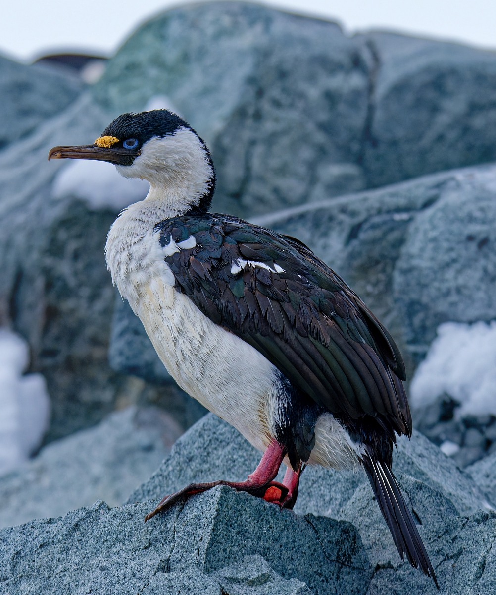 Kormoran II.jpg