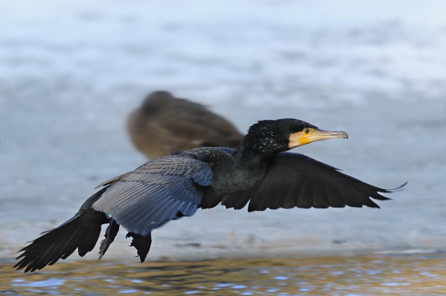 Kormoran im Anflug
Tiergarten Nürnberg