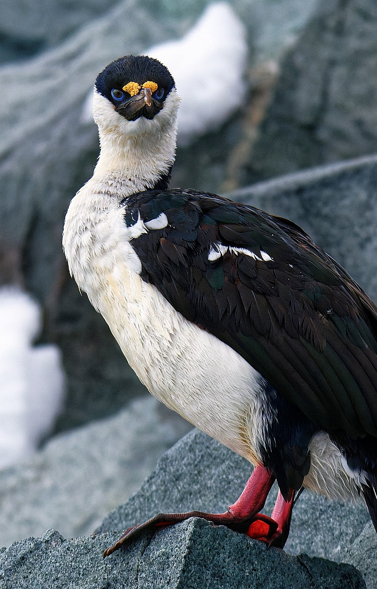 Kormoran.jpg