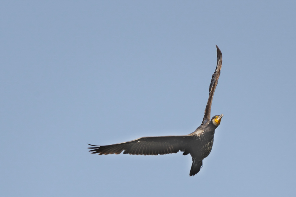 Kormoran
Kastenweiher bei Dechsendorf