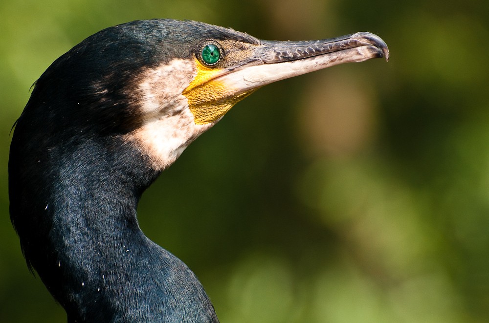 Kormoran links und oben beschnitten