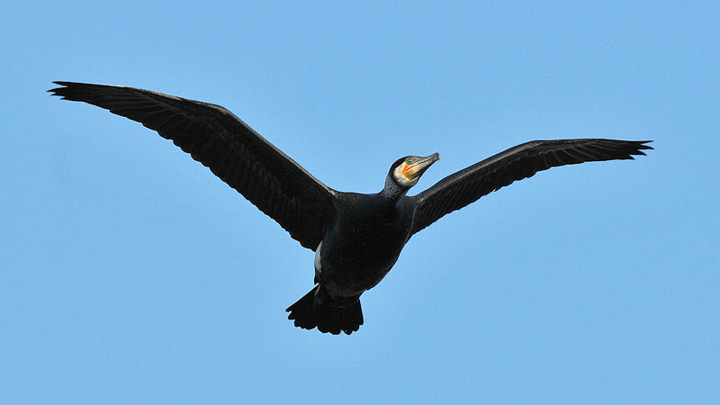 Kormoran
Luisenpark Mannheim
6602