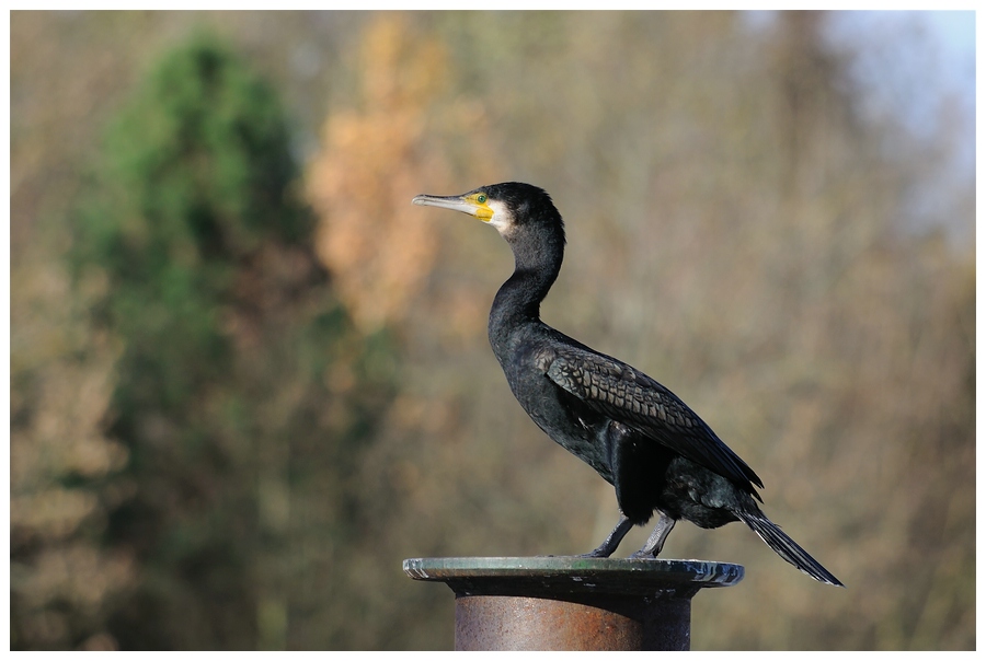 Kormoran
mit 55-300VR, f8, ISO400