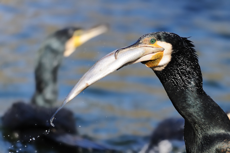 Kormoran mit Beute
Tiergarten Nürnberg