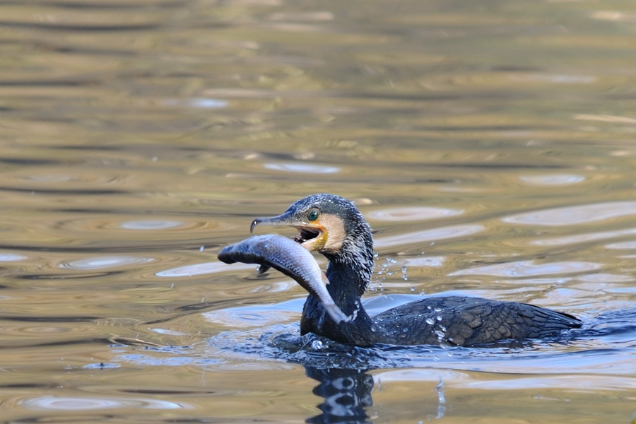 Kormoran mit Fisch
Tiergarten Nürnberg 2011