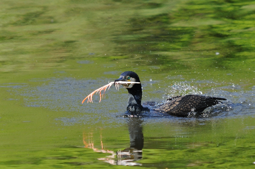Kormoran mit Flamingofeder 1