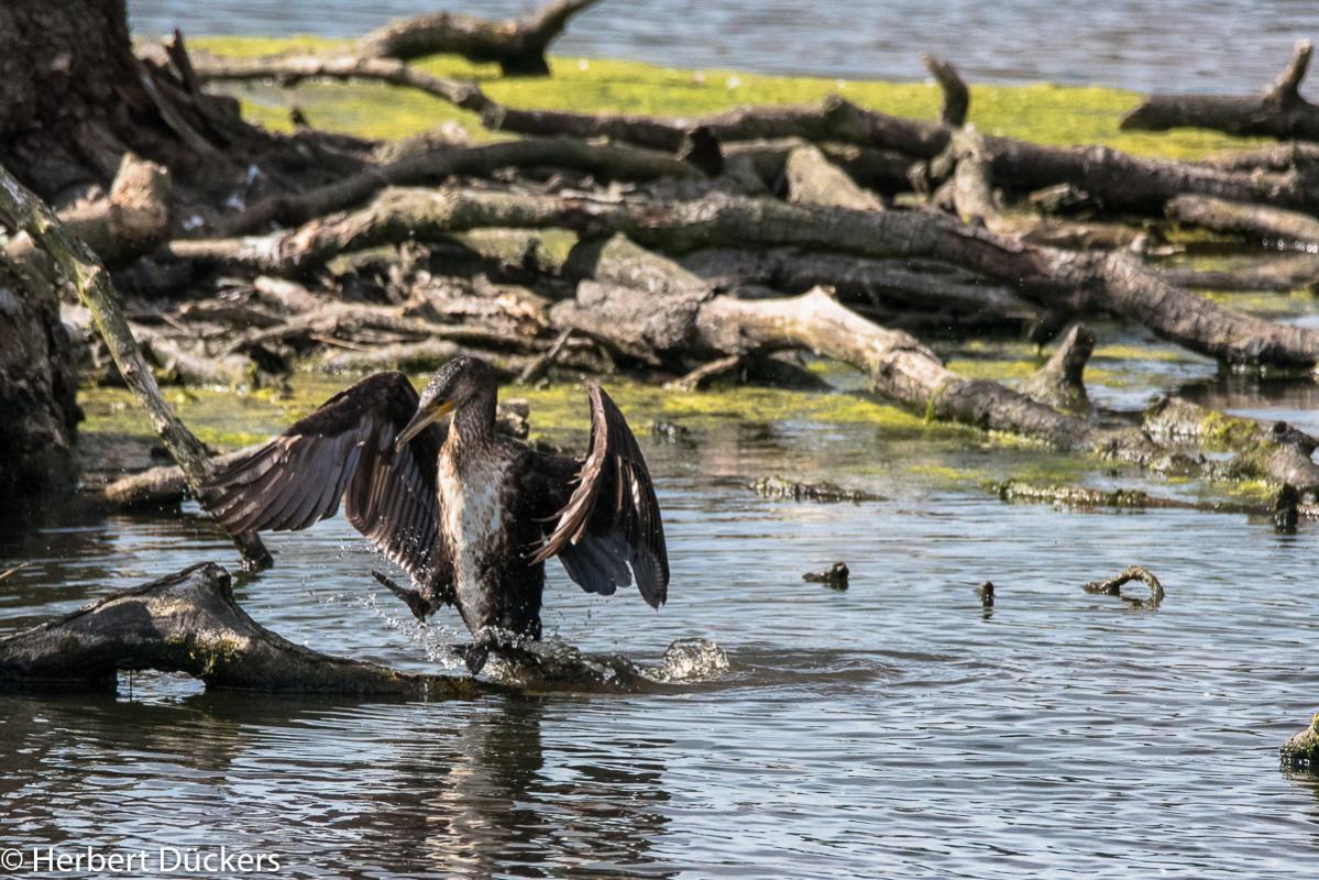 Kormoran  mit Nikon D 750 und Sigma 150 - 600 mm in freier Wildbahn ( An der Leuther Mühle ) aufgenommen