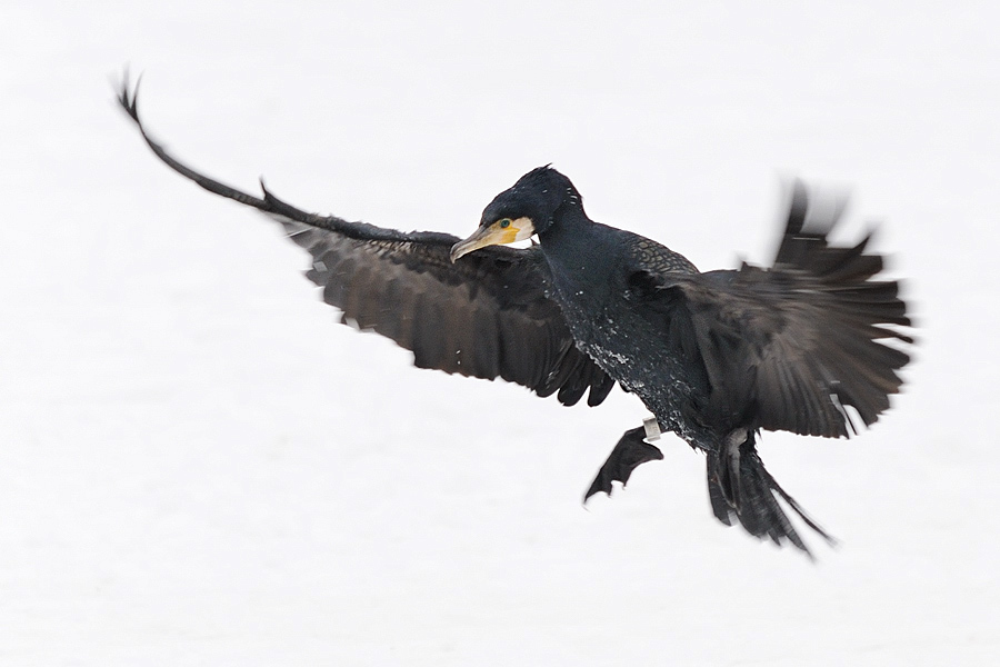 Kormoran
Tiergarten Nürnberg