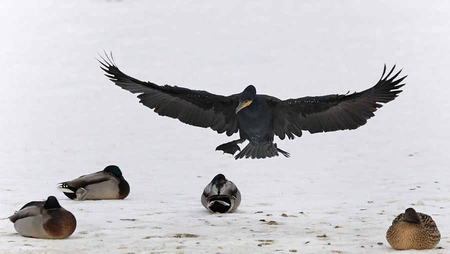 Kormoran
Tiergarten Nürnberg
