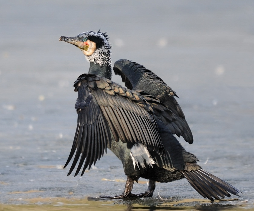 Kormoran 
Tiergarten Nürnberg