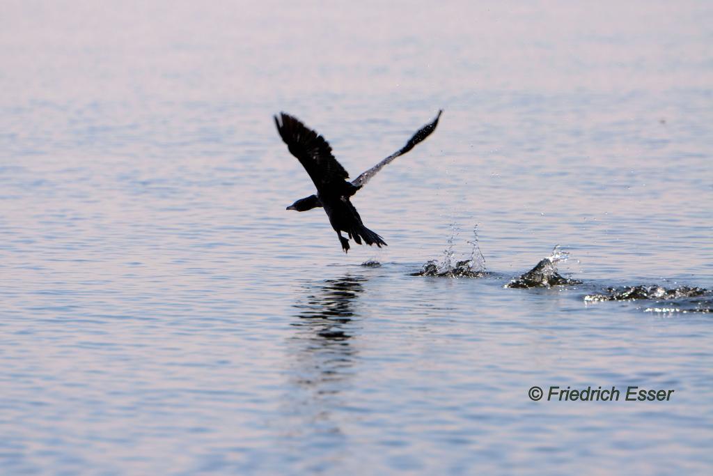 Kormoran