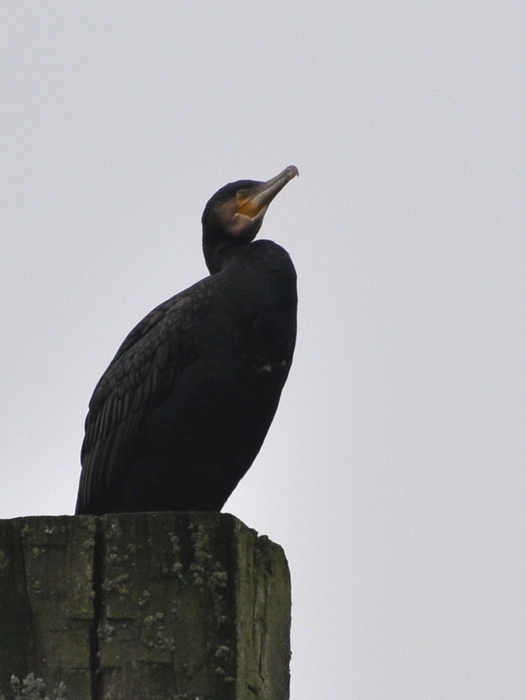 Kormoran