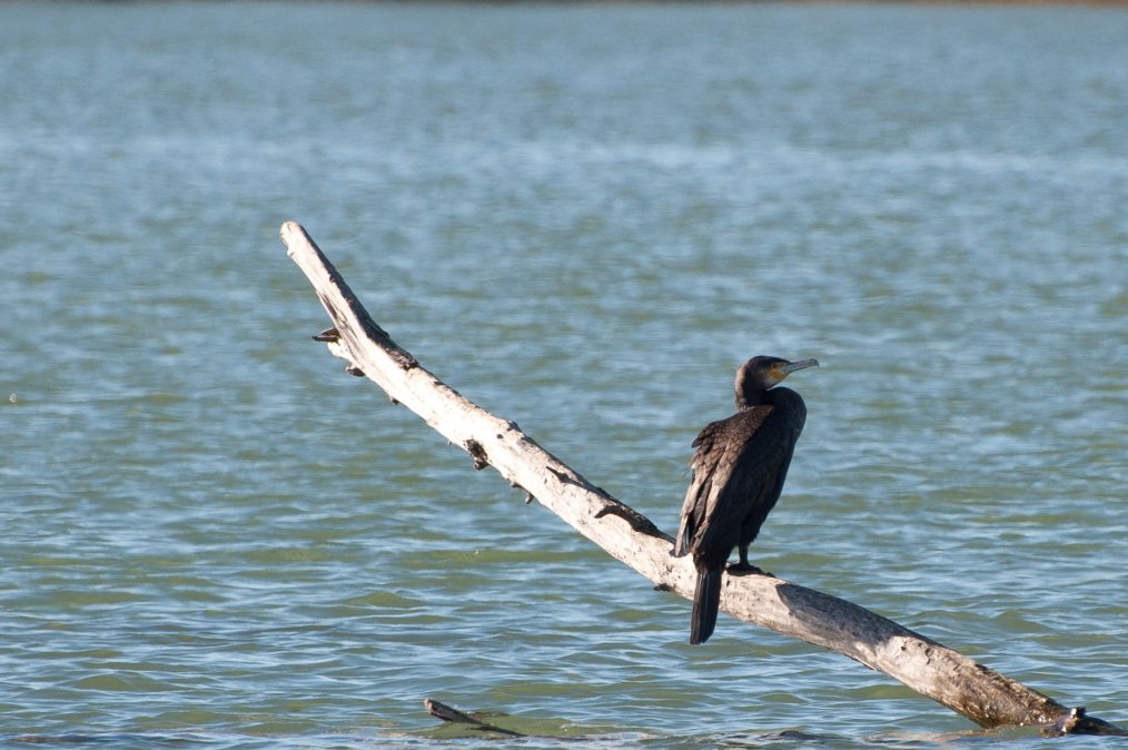 Kormoran