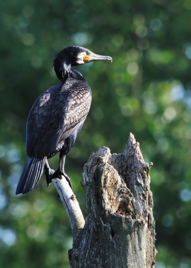 Kormoran