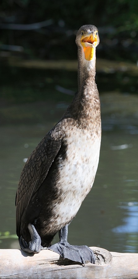 Kormoran