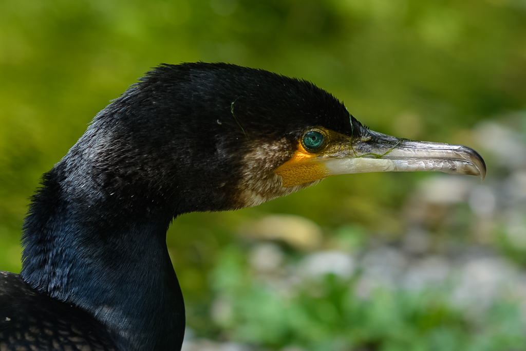 Kormoran