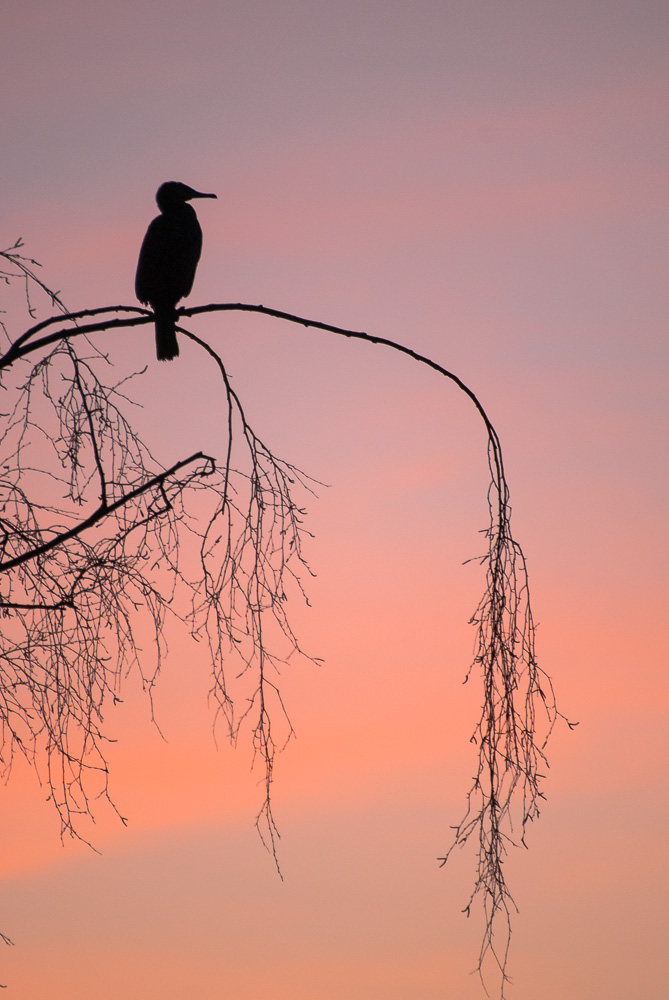 kormoran