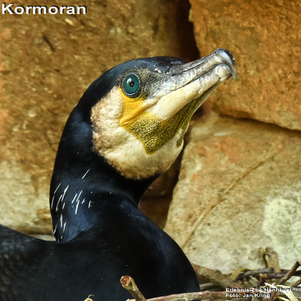 Kormoran