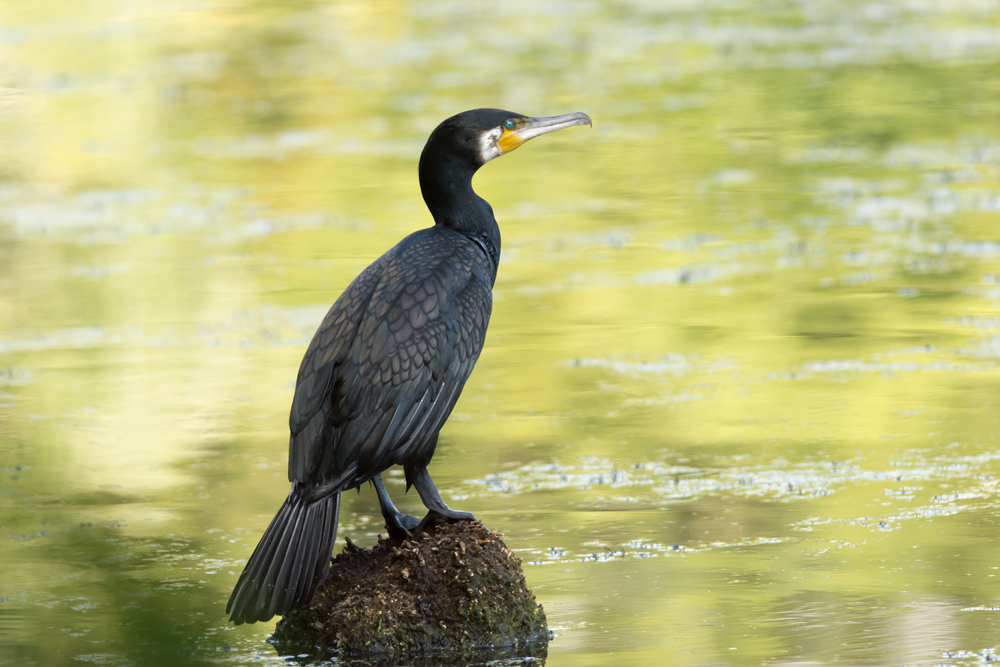 Kormoran
