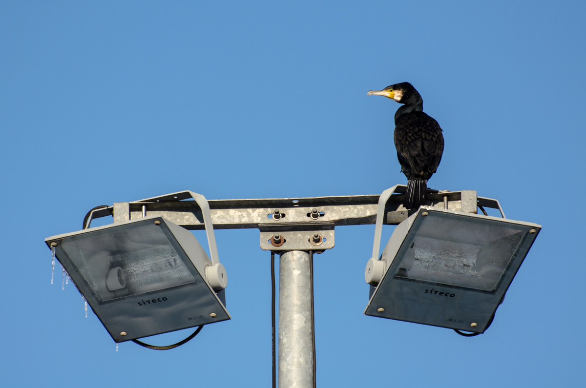 Kormoran