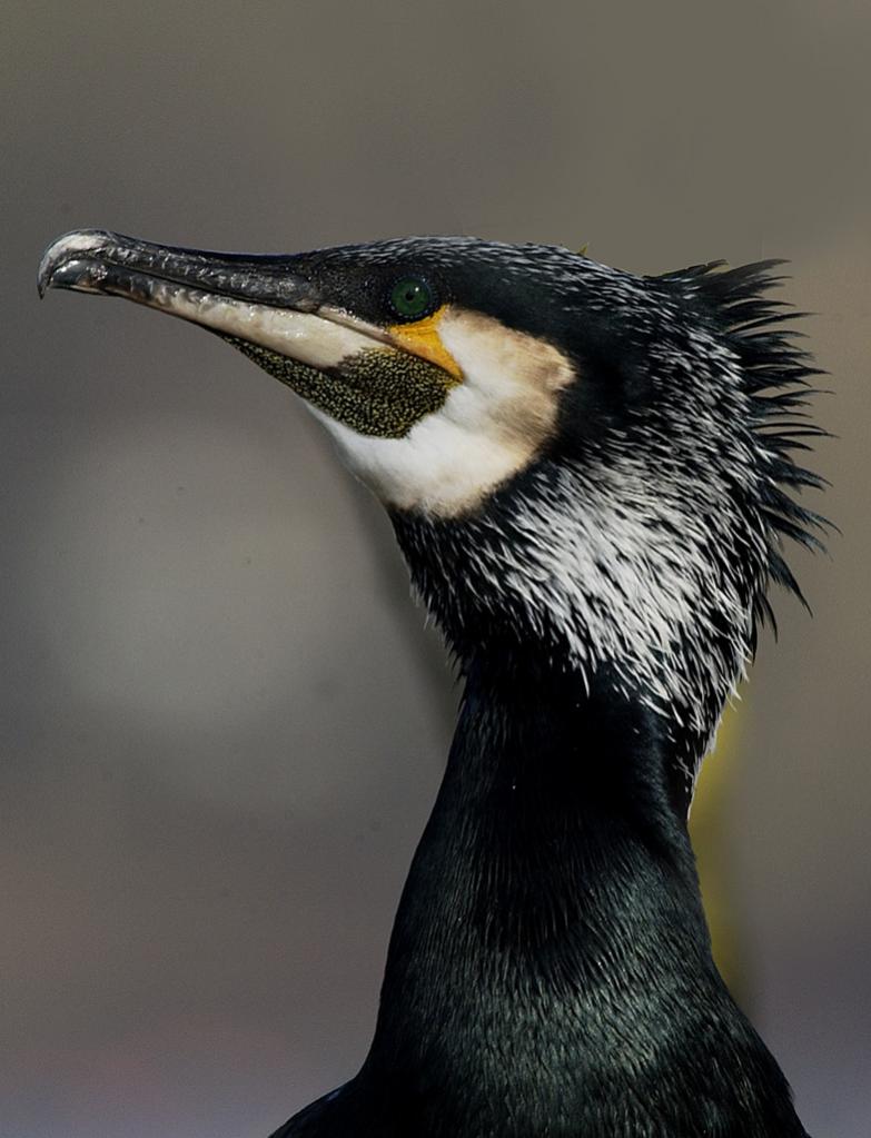 Kormoran