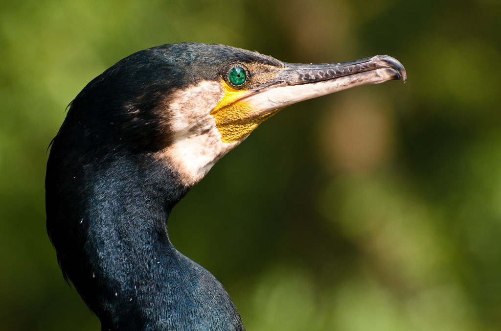 Kormoran