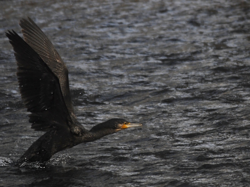Kormoran