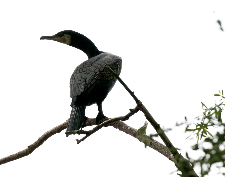 Kormoran