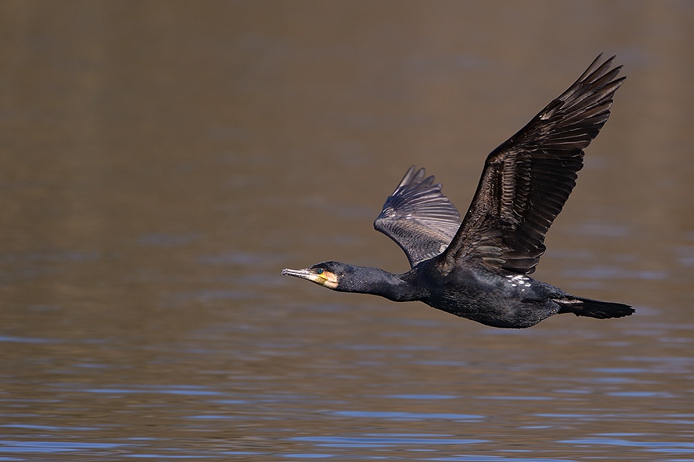 Kormoran0612