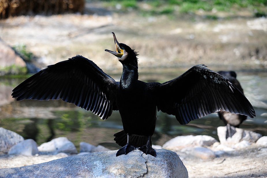 kormoran2