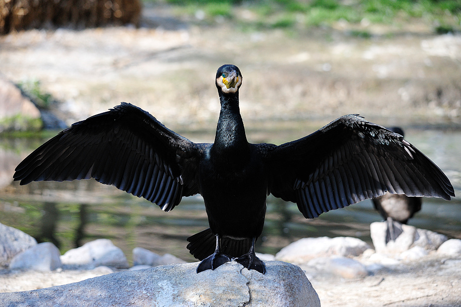 kormoran3
