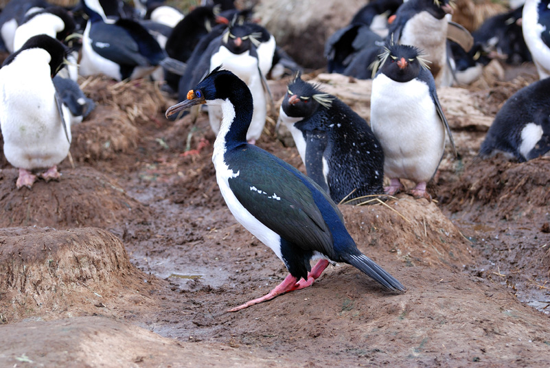 kormorane Falklands