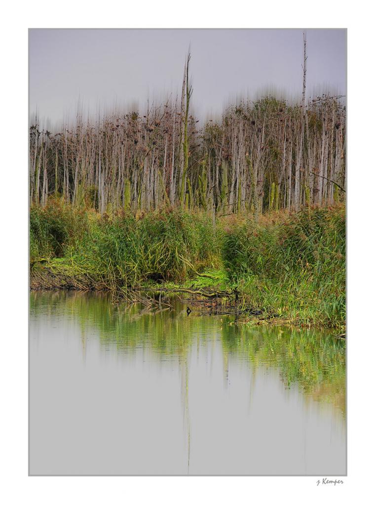 Kormoranwald 3 im Naturschutzgebiet Peenemünde