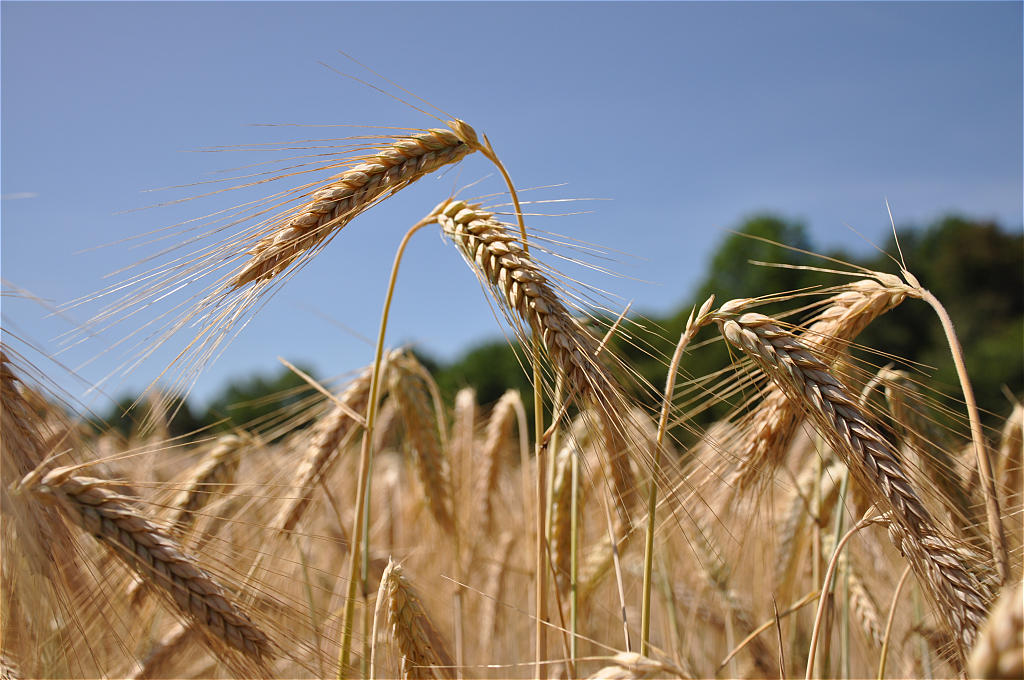 Korn im Sommer