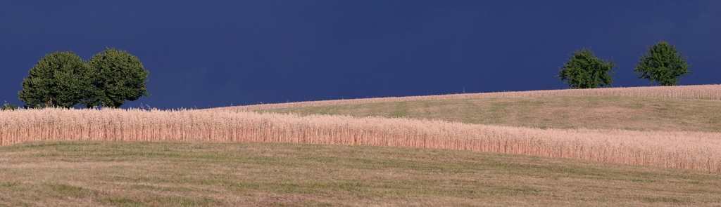 Korn und Baum