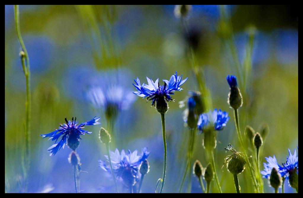 Kornblume 06.2011 (12)