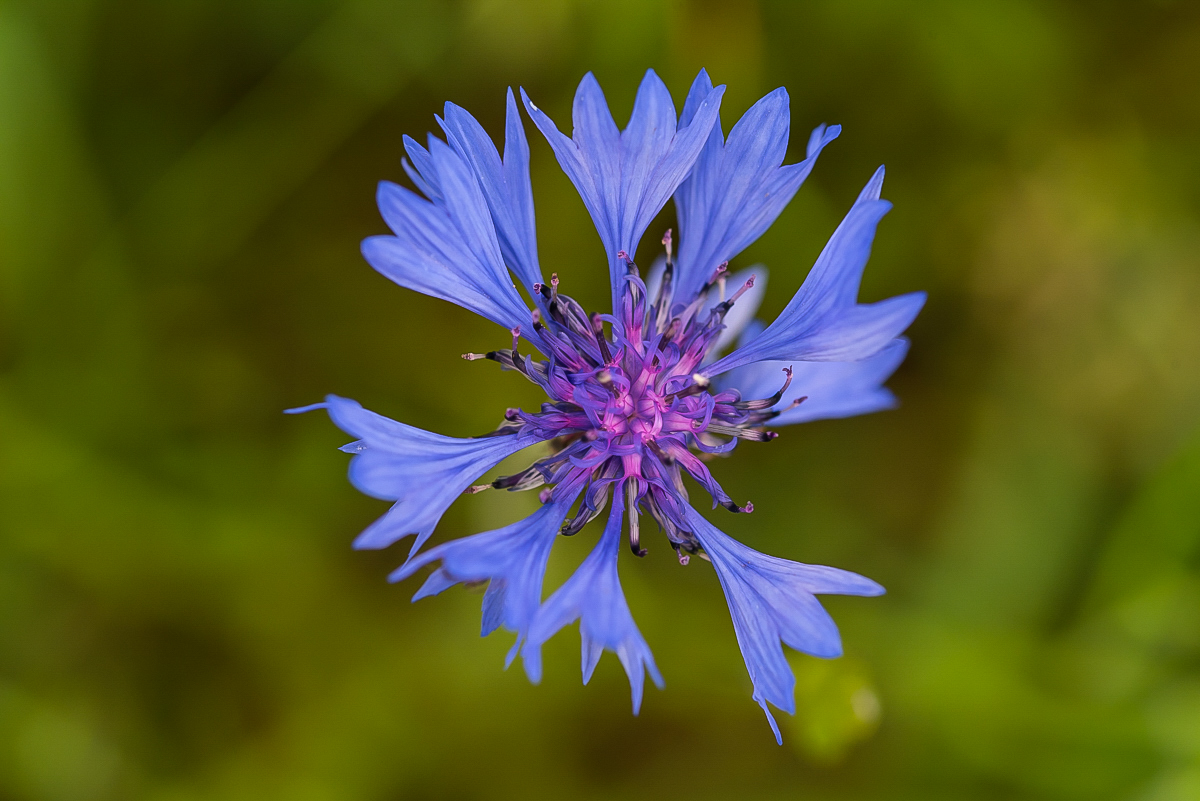 Kornblume (1 von 1).JPG