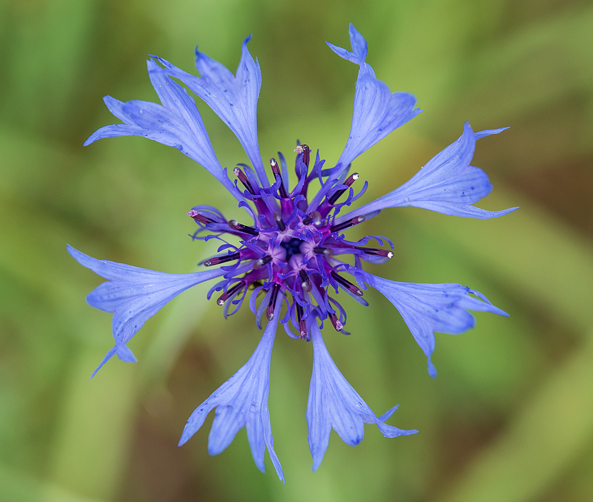 Kornblume 1