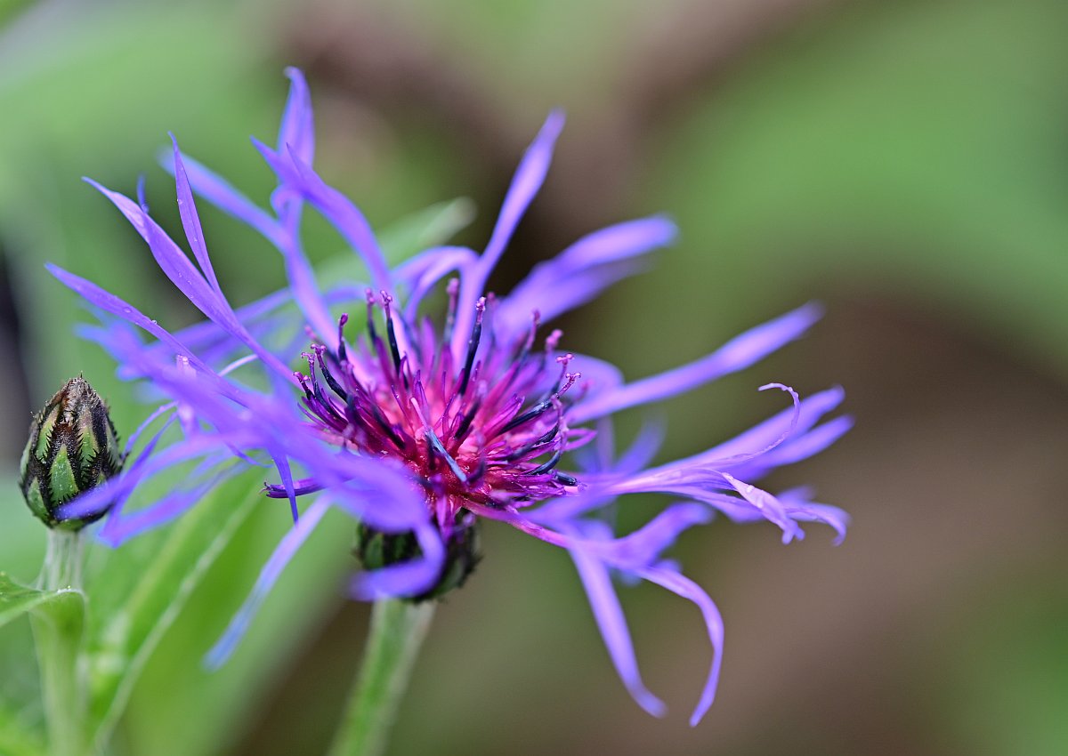 Kornblume-Blüte_Plena.jpg