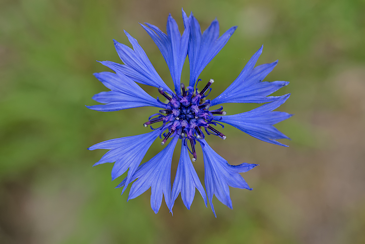 Kornblume.jpg