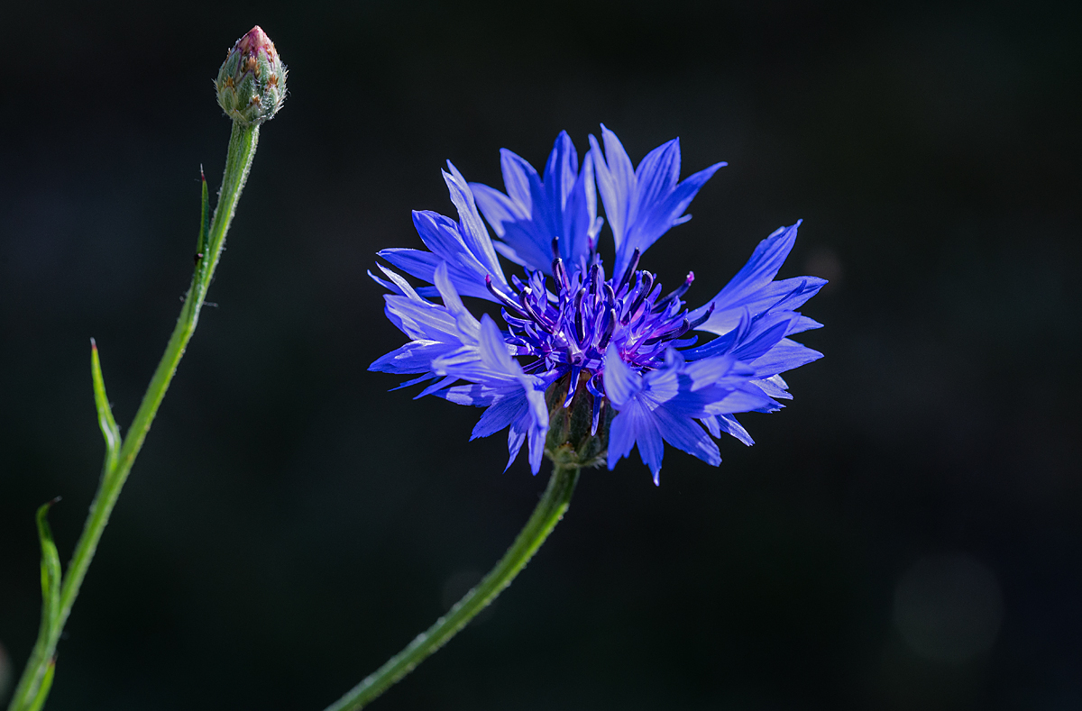 Kornblume.jpg