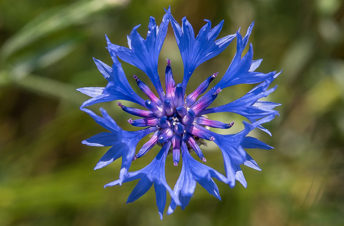 Kornblume.jpg